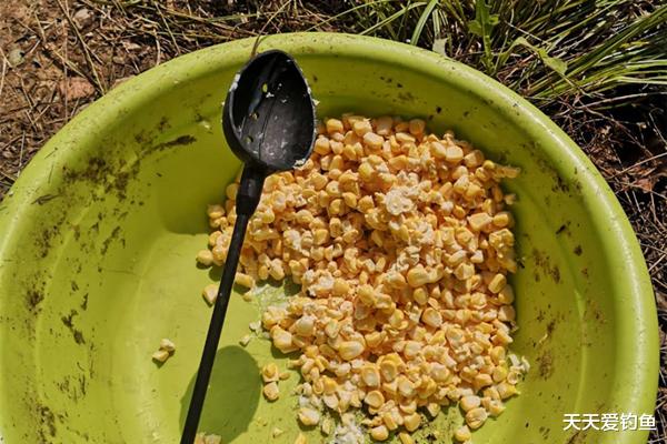 「玉米」夏季野钓必备饵料:嫩玉米的多种饵料配方,通杀鲫草青鲤鳊!