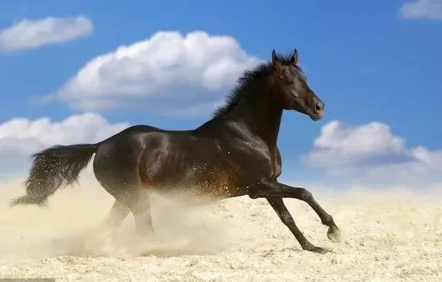 属马：“马马马”7日内“金银滚滚来”，不得了噢！