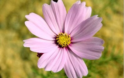 运势|从下月12日开始,运势好旺哦,会吉星高照,福气满满的3大生肖!