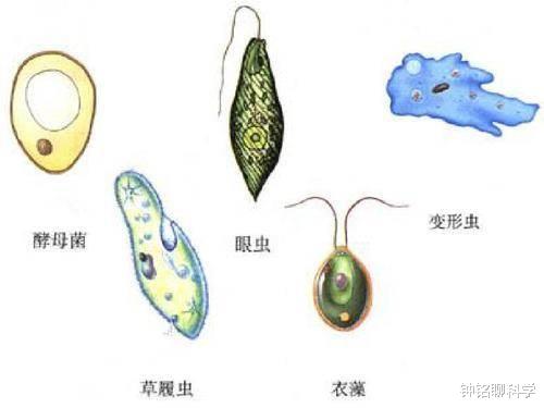 隔离|如果人与动植物没有生殖隔离，世界上的生物会有多奇葩？