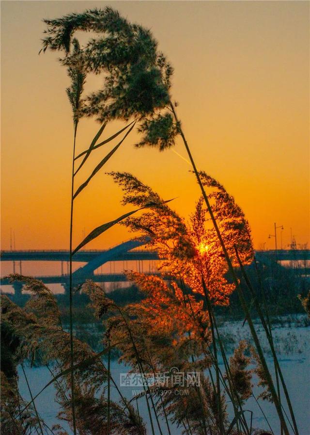 哈尔滨新闻网 下周有阵雪，最高气温有望回升至-8℃｜超多美图
