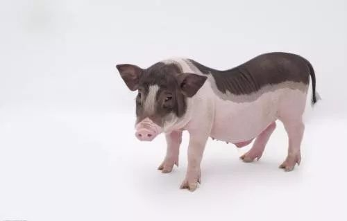 :属猪人好好珍惜这个人,他是你的“摇钱树”!