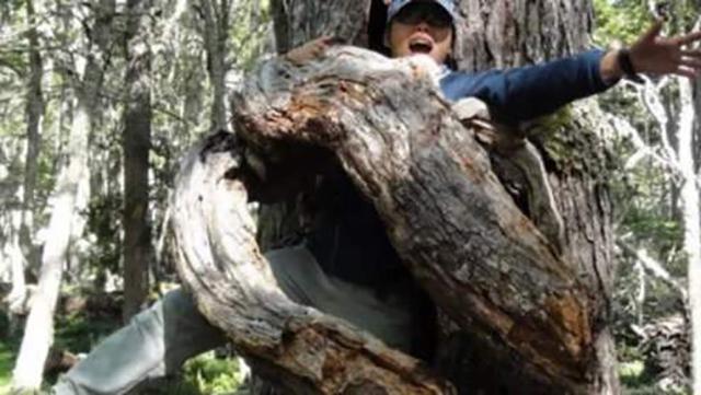 『食人树』非洲\采花大树\：树也好色？传闻只吃女性，对男性毫无兴趣