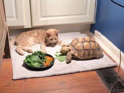 太萌了！猫咪看着乌龟吃东西，看着看着居然睡着了
