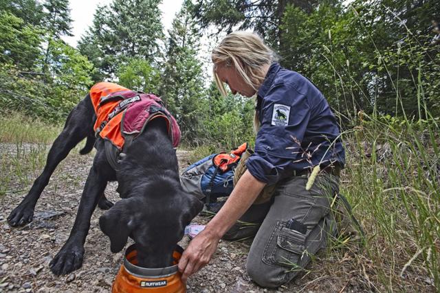 过年带狗狗爬山，主人要是没有准备好，等下得把它抱下山