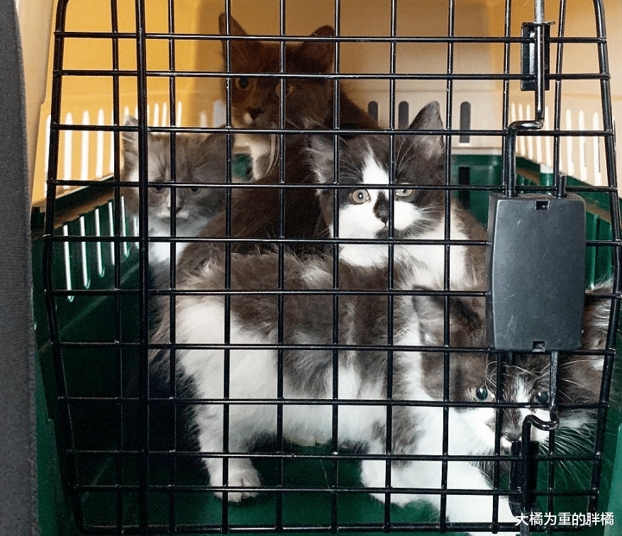 门前趴着4只猫，猫妈妈领着小猫向女孩示好，去世前终于了却心愿