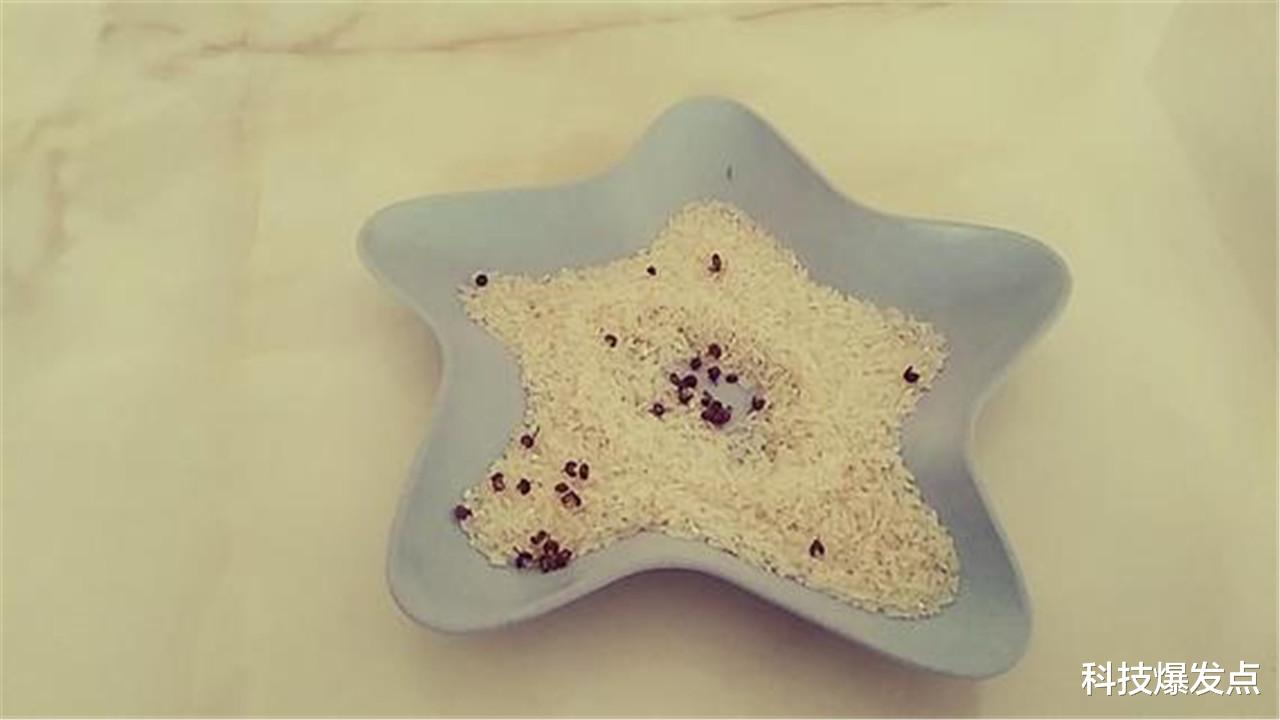 大米|大米中的米象为何会出现，其实人类是它们的打工仔，这是为什么呢？