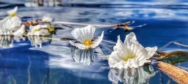 【洱海】云南大理洱海又见海菜花,花儿凌波而舞,仙气十足