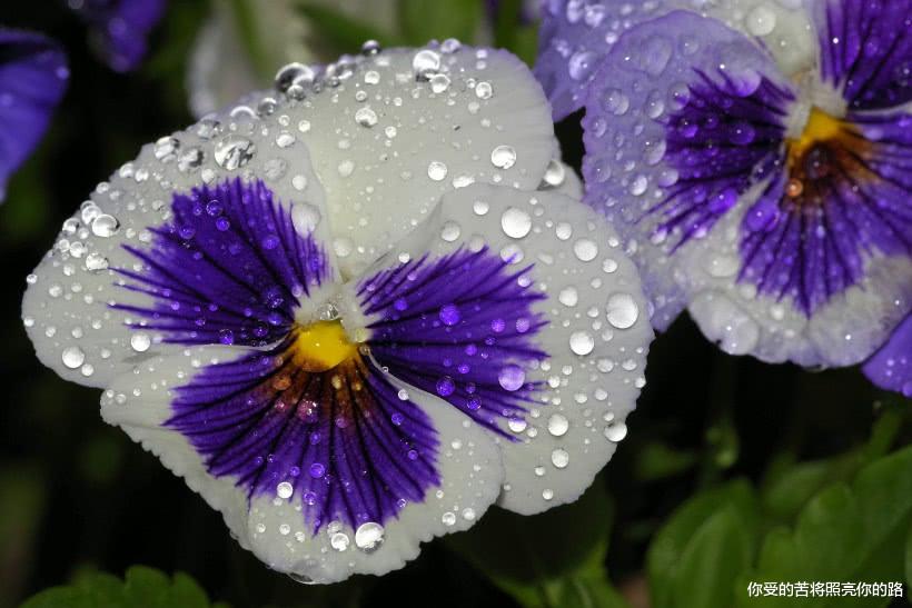 [属龙]下周起贵人相助，财运也相当好，入账机会增多的四属相