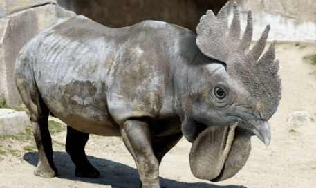 鳄鱼@把不同的物种进行杂交，会变成什么样？哈哈哈哈，这也太奇怪了吧！