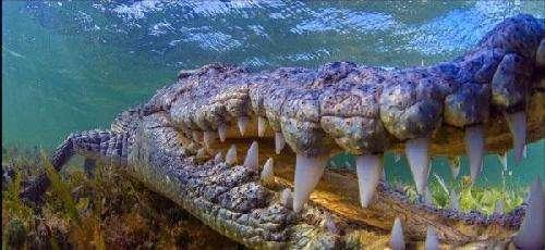 非洲：比野味还要危险的东西！世界上5只危险的动物