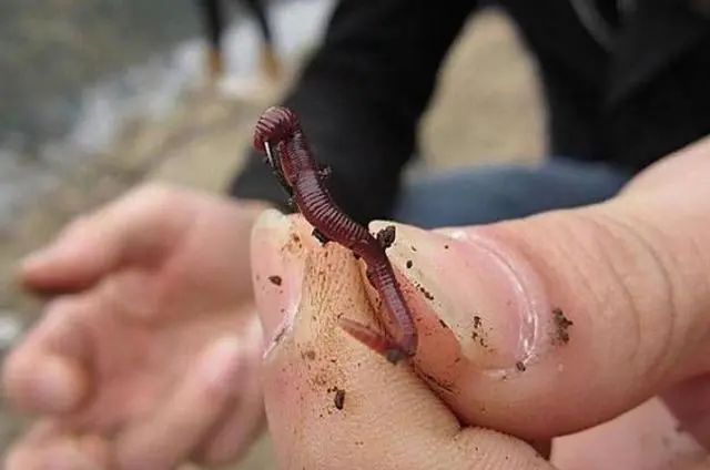 『』夏季用这些技巧钓黄骨鱼，中鱼率高而且上钩都是大的！