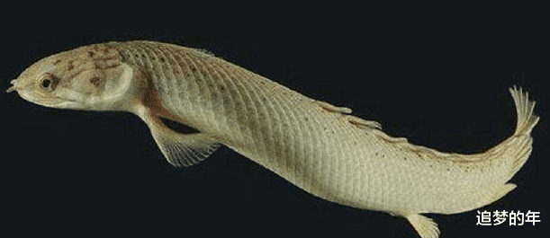 科学家：科学家大胆猜测: 人其实也是条鱼, 祖先是从鱼进化而来?
