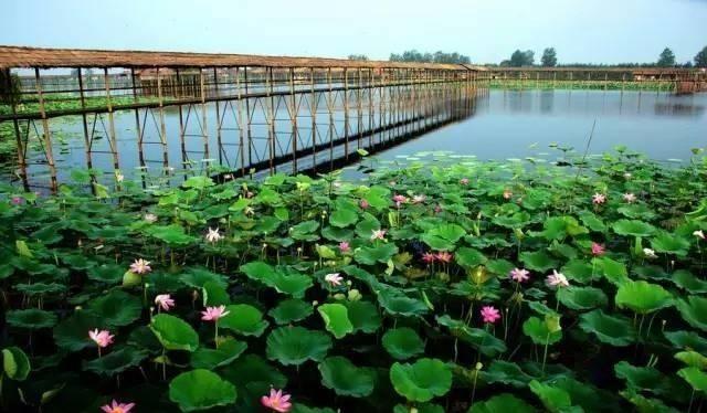 湖北■湖北最大的淡水湖，景色不输杭州西湖，却少有人知道