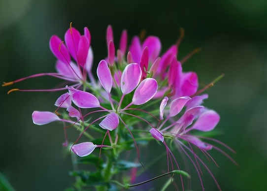 「」进入5月，4属相吉星当头，好运到来，富贵满堂，生活顺风顺水