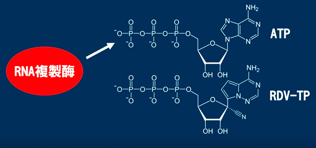 『瑞德西韦』瑞德西韦是如何“可能”治疗新冠肺炎的？它能成为人类的救星吗？