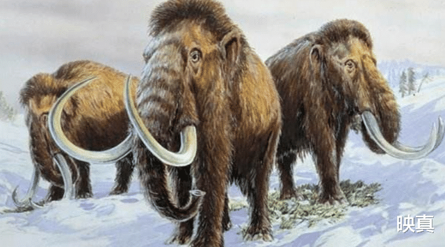 猛犸象|什么加速了猛犸象的灭亡？与人类有关，科学家发现直接证据