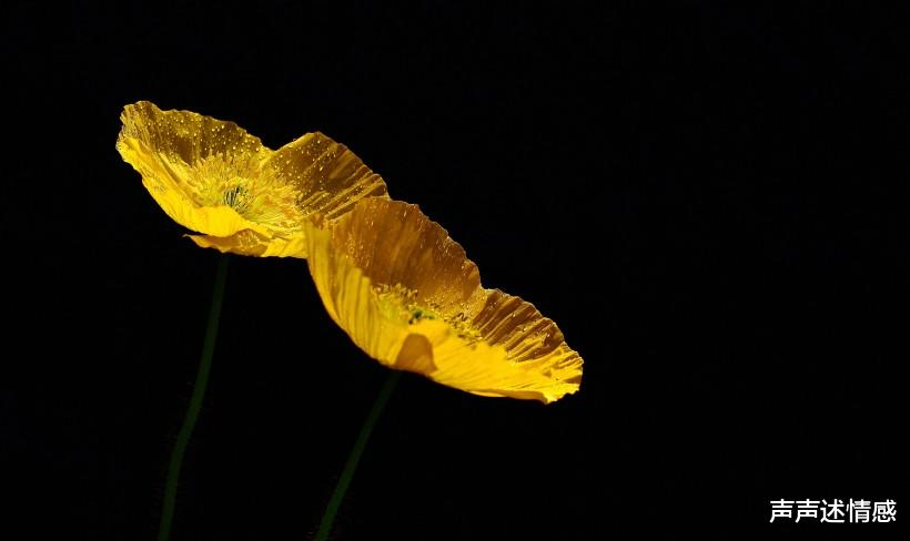 「生肖」7月下旬，桃花运回归，枯木再逢春，旧爱上门，4大生肖重续姻缘