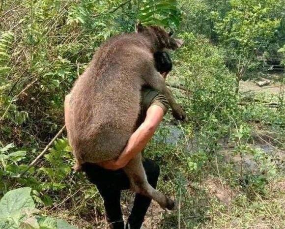 |虽然钓鱼不落空，但是你也不能把别人养的牛“扛走”啊？
