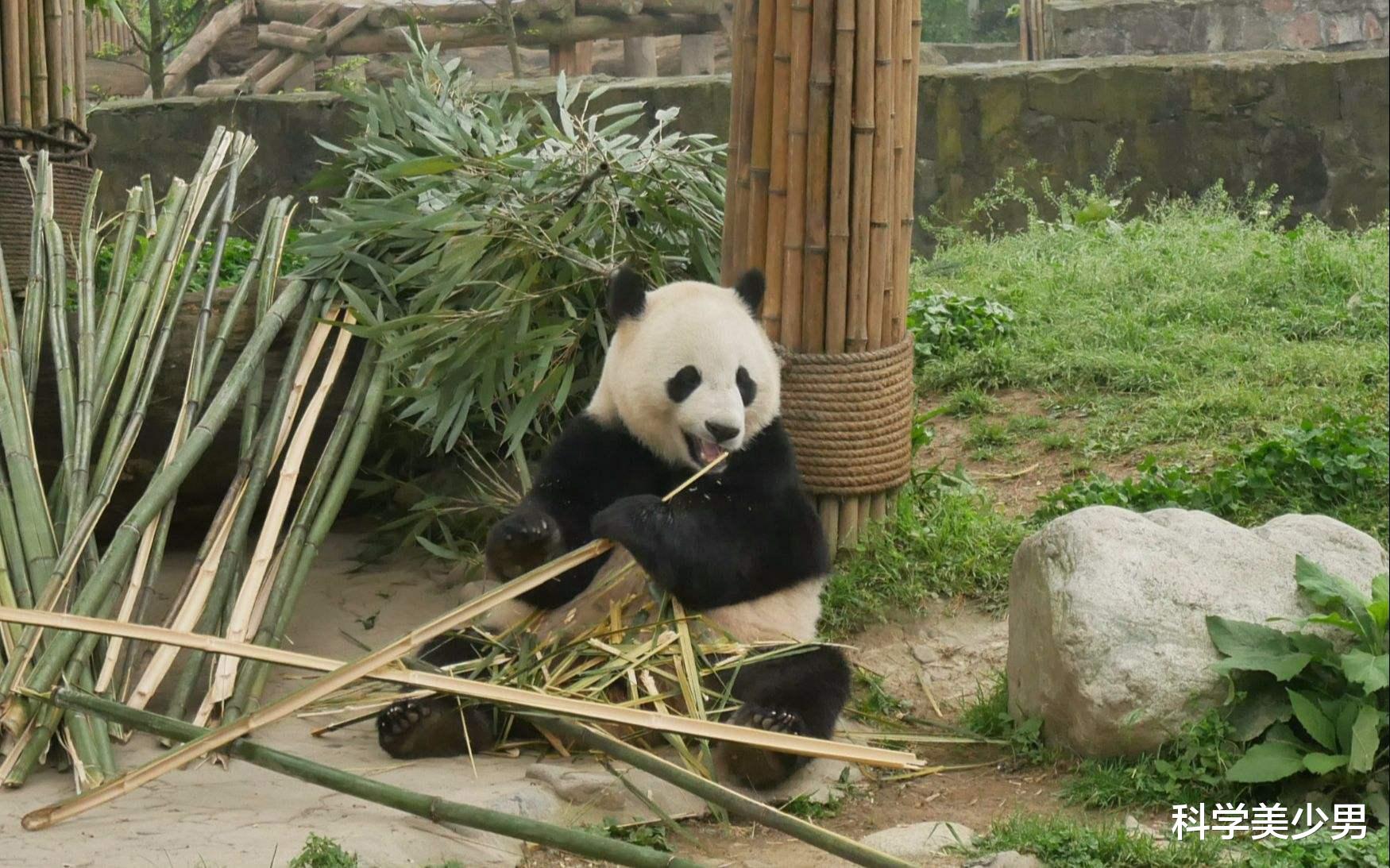 科学家|为什么人类总吃食草动物,很少吃食肉动物?科学家:吃不得