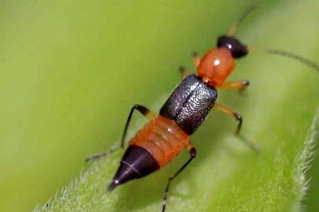 『隐翅虫』动物界最善于外交的蚂蚁，眼睛却不好使，常被隐翅虫骗吃骗喝