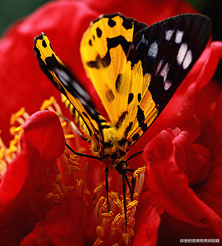生肖|7月13号开始,财运逆袭,4属相横财不断,家庭和乐,日子越过越美