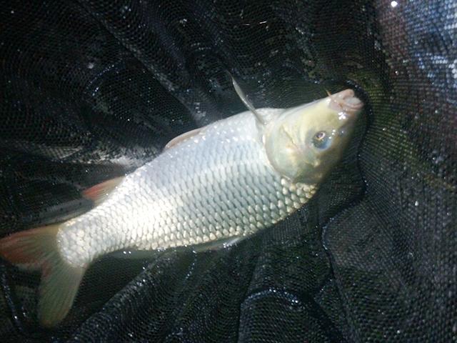 「」河边树下捡到1瓶“糖水”，加入饵料当中，下竿就有口