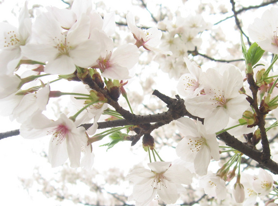 射手座|进入下周，4属相大运加身，吉星照耀，喜气洋洋，生活无忧无虑