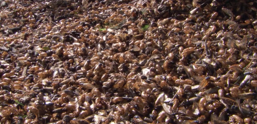 生命周期|十七年蝉,竟然用自己的生命周期,控制着天敌鸟类的数量