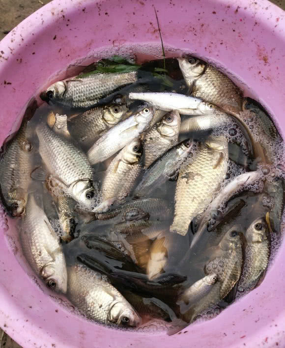 『蛇王』男子山中水库垂钓,遭遇罕见“五步蛇王”,男子:三米长比我胳膊还粗