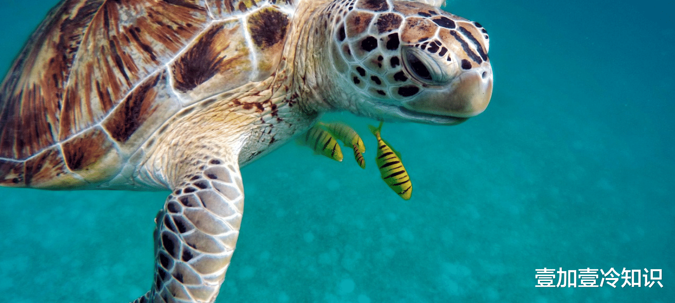 「水底奥秘」假设地球上的海水都变成淡水，会对我们世界造成什么影响？