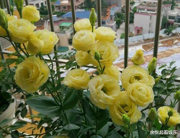 射手座■四月上旬，花前月影，鸳鸯绕红绳，旧爱入座，心生牵念，一拍即合