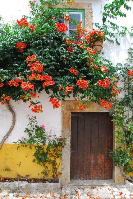 河南|几种庭院爬墙植物，诗意自然，设计公司极力推荐