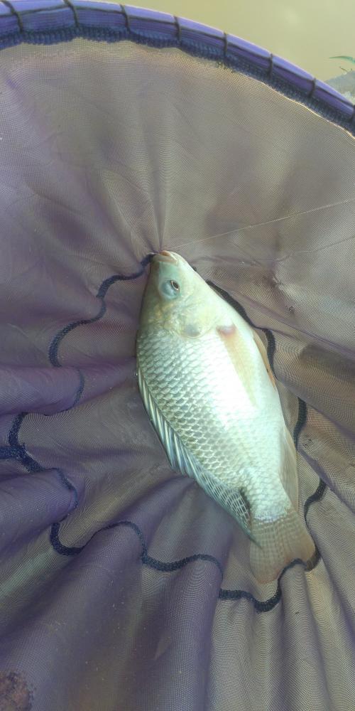 「鲫鱼」别人空军，而我爆护！用上本汀爆草竿，不管多大罗非鱼都十拿九稳