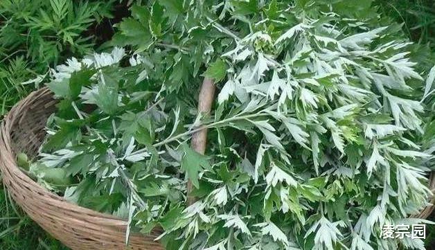 『』今年闰四月，艾叶什么时候收割最好？怎样晒干？有什么好处？
