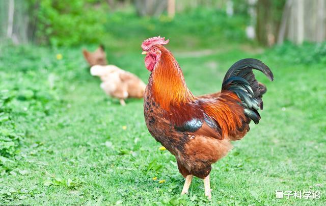 【鸡蛋】母鸡为什么和公鸡不交配就能产蛋？那公鸡存在的作用是什么？