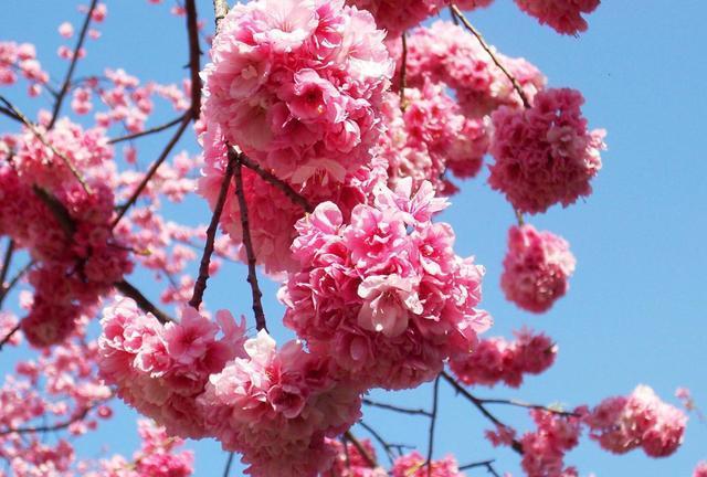 白羊座|事业爱情双丰收的几大星座,睡觉都能笑醒,人生苦尽甘来津津有味