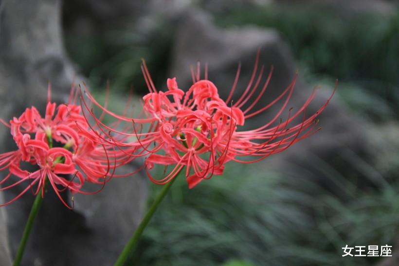 生肖|未来一月，好事缠身，上有翻身大运，下有财神进门的3个生肖