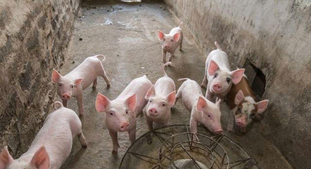 现在的小猪仔价格是多少,如果养到年底,会不会亏钱呢?