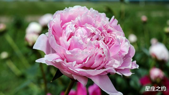 『星座女』在5月份,得偿所愿,出类拔萃,独占鳌头的三大星座