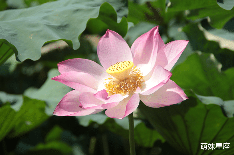 金牛座|爱情走了又回来,旧爱回头,11月,旧情复燃,良缘拆不散的4星座