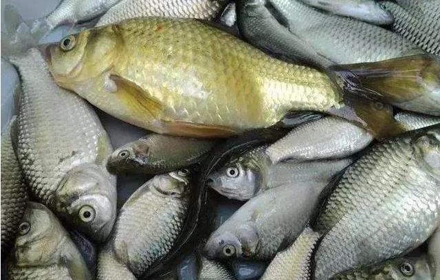 |养鱼大爷说漏嘴：这4种鱼毒素堆积太多，买来浪费钱，吃了伤身体