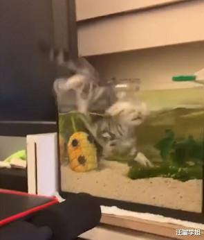 好奇害死猫！贪吃小猫想知道缸中鱼感受，扑通一声跳下水