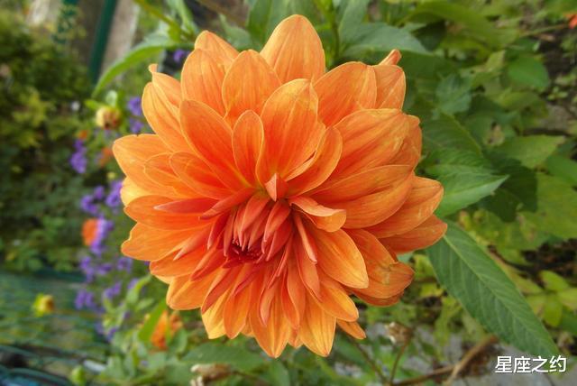 运势|从8月开始，阴霾尽散，洗尽铅华，如鱼得水的三大星座