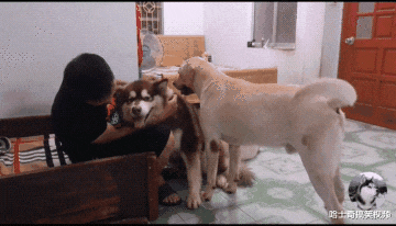 男子捡了只大狗，结果拉布拉多懵了，狗：外面有狗还带回家