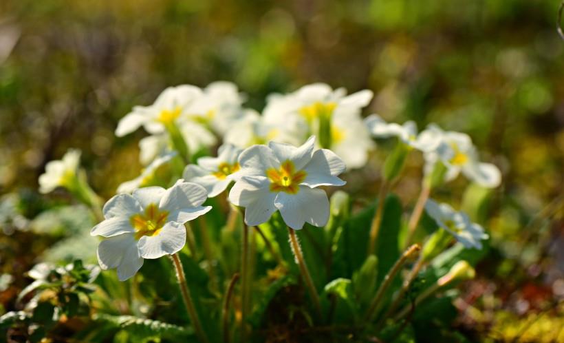 巨蟹座|11月上旬,风吹真情,甜蜜浓浓,4大生肖不掩真心,牵手爱情