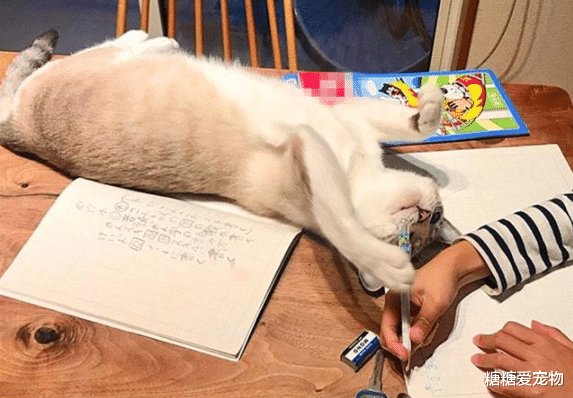 猫咪试图阻止小主人写作业，最后却被她给打败了，猫：谁还不是个宝宝