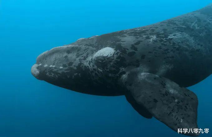 「美颜」北大西洋露脊鲸瘦成“皮包骨”，体重比近亲轻4.5吨，仅剩409头！