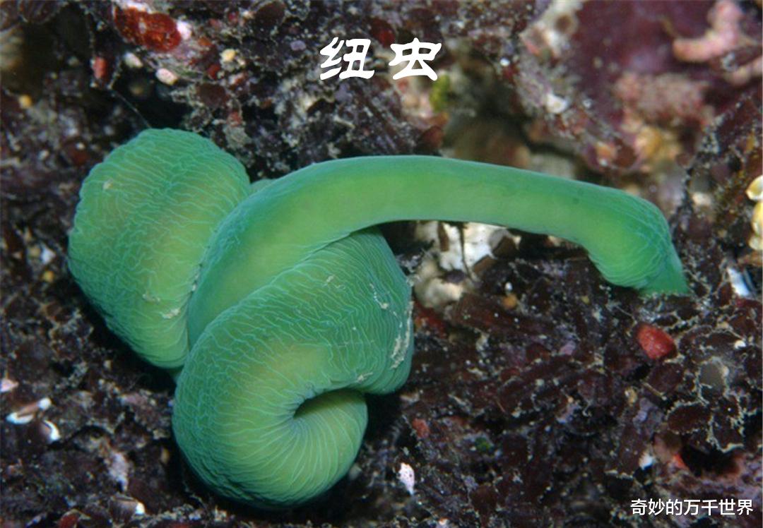 深海蠕虫多奇葩,扁形虫最鲜艳漂亮