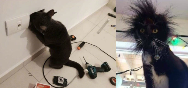 鱼片|“满心期待的玫瑰蛋糕，打开包装一看……”我差点哭了